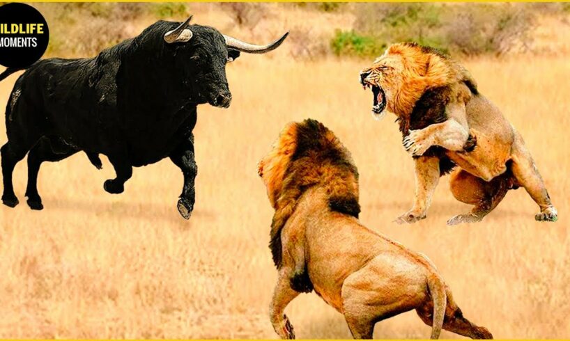 Lions Vs Buffalo Apex Predators Hunt Buffalo For Survival | Greatest Animal Fight