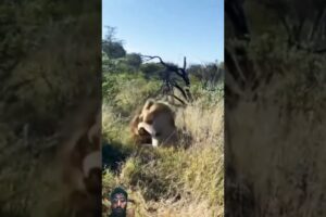 Lions fights #lion #lionsofthemara #wildlife #eastafricanlion #lionsofafrica #animals #nature