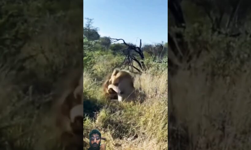 Lions fights #lion #lionsofthemara #wildlife #eastafricanlion #lionsofafrica #animals #nature