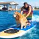 Man Surfs With Dog And More | Summertime Adventures