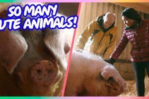 🐑 Meeting the Rescued Animals of Brook Farm Animal Sanctuary | Genesis Butler