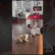 Mommy this is my best friend. #funny #dog #animals #shorts #subscribe #funnyanimals #funnyshorts #fy