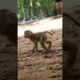 🐒Money playing with butterfly 🦋#monkey #shortsvideo #animals #amazon