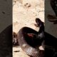 Mongoose vs Cobra: The Most Intense Wildlife Showdown