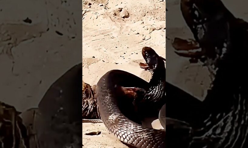 Mongoose vs Cobra: The Most Intense Wildlife Showdown