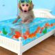 Monkey Baby Bon Bon Goes Fishing and Swims with Ducklings in the Pool