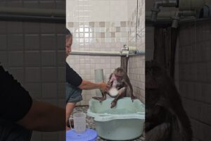 Monkey Ku happily plays with his mother #monkey #cute #funny #trendingshorts #animals#shorts