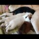 Mother Dog Breastfeeding Her Puppies/ Dog Nursing Her Cute Puppies/Baby Puppies Breastfeeding Videos