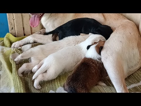 Mother Dog Breastfeeding Her Puppies/ Dog Nursing Her Cute Puppies/Baby Puppies Breastfeeding Videos