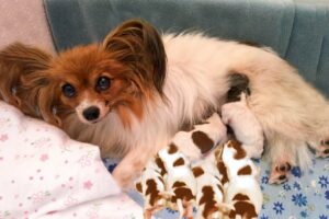 Mother Papillon having many new cute puppies- Dog Giving Birth Videos