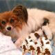 Mother Papillon having many new cute puppies- Dog Giving Birth Videos