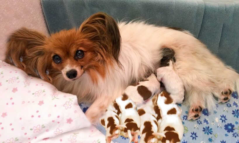 Mother Papillon having many new cute puppies- Dog Giving Birth Videos