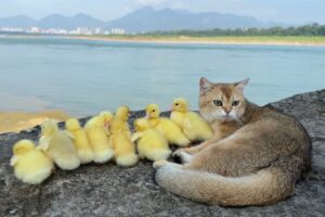 Mother duck is surprised😲. The kitten leads the duckling to see the world outdoors. Cute and funny