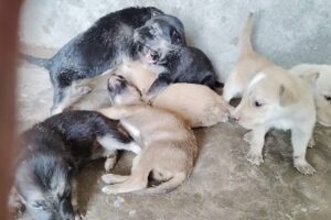 Moti ke cute puppies# please help cute puppies#pupyy #shorts #short videos#short feed🙏🙏😮‍💨😮‍💨