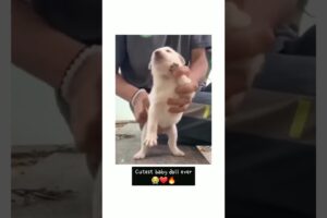 My  cutest puppy dance ●●●●●●♡♡◇♤♧