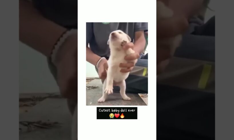 My  cutest puppy dance ●●●●●●♡♡◇♤♧