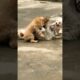 My pets dogs playing#lion #tigercat #car #comedy #animals #savethetigers