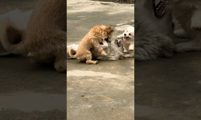 My pets dogs playing#lion #tigercat #car #comedy #animals #savethetigers