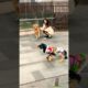 Narural dog vs robotics dog playing #shorts #animals #dog #robbot #viral #trending