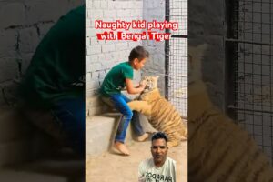 Naughty kids Play with bangal tiger #shorts #youtubeshorts #animalshorts