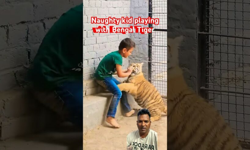 Naughty kids Play with bangal tiger #shorts #youtubeshorts #animalshorts