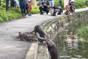 Nervous Otter Pups Get Swimming Lesson at Singapore Botanic Gardens