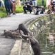 Nervous Otter Pups Get Swimming Lesson at Singapore Botanic Gardens