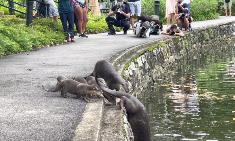 Nervous Otter Pups Get Swimming Lesson at Singapore Botanic Gardens