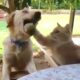 New Funny Animals 🐧 - Dumb action CATS And DOGS 😺🐶 2024