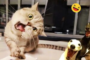 New Funny Animals 🐧 - Funniest CATS And DOGS 😺🐶 2024