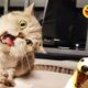 New Funny Animals 🐧 - Funniest CATS And DOGS 😺🐶 2024
