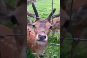 Noble deer is hungry and playing #shorts #deer #animals