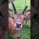 Noble deer is hungry and playing #shorts #deer #animals