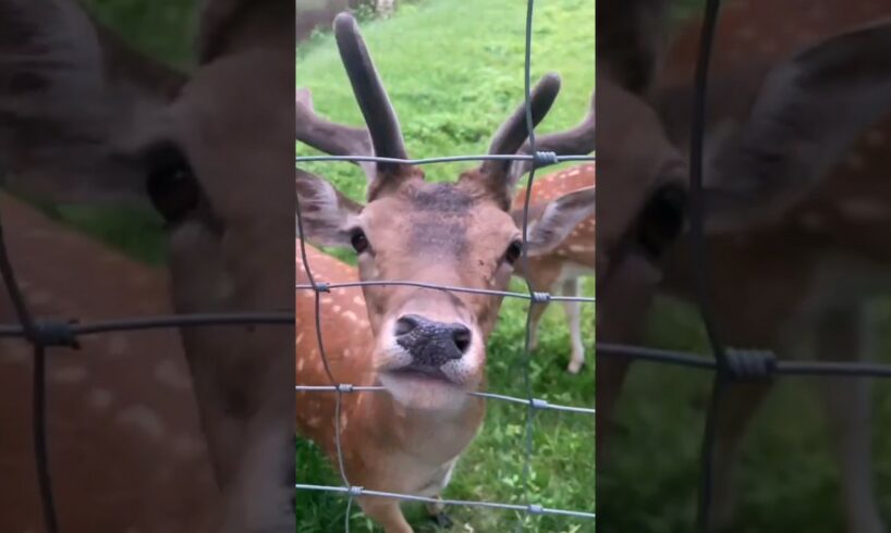 Noble deer is hungry and playing #shorts #deer #animals