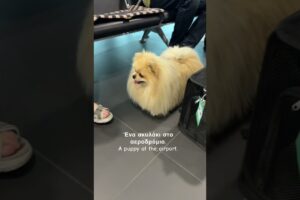 OMG! Cutest puppy EVER looking for mommy through airport #shorts #cuteanimals #puppies