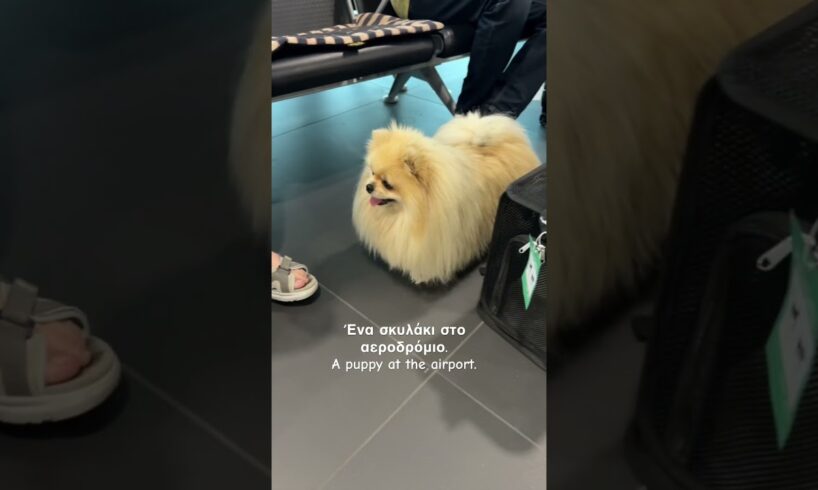 OMG! Cutest puppy EVER looking for mommy through airport #shorts #cuteanimals #puppies