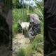 Oh no A boy are funny playing with the Donkey and first playing #shorts #viral