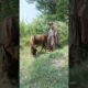 Oh no this Donkey ate playing with the boy and each other #shorts #viral