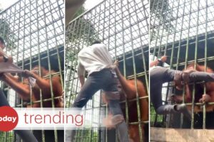 Orangutan in Indonesia zoo attacks youth