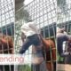 Orangutan in Indonesia zoo attacks youth