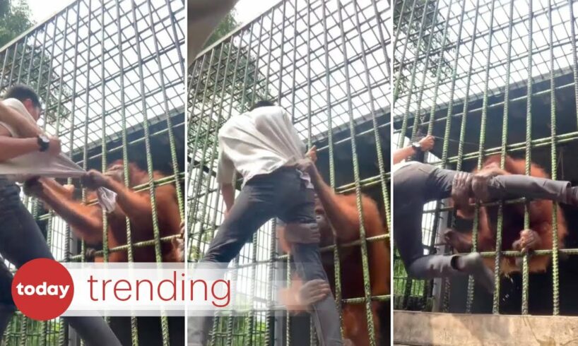 Orangutan in Indonesia zoo attacks youth