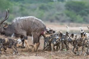 Oryx Tries Saving Her Baby from Wild Dogs, But Fail - Animal Fighting | ATP Earth