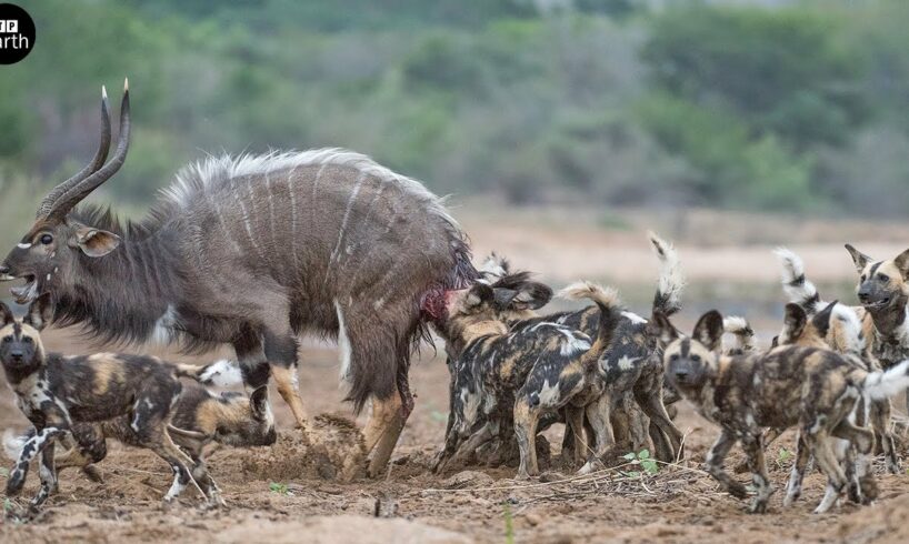 Oryx Tries Saving Her Baby from Wild Dogs, But Fail - Animal Fighting | ATP Earth