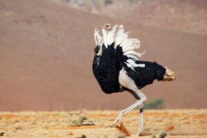 Ostrich Gives the Performance of His Life | The Mating Game | BBC Earth
