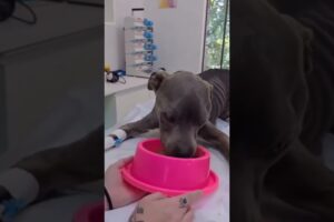 Owner Abounded Pitbull To Starve To Death