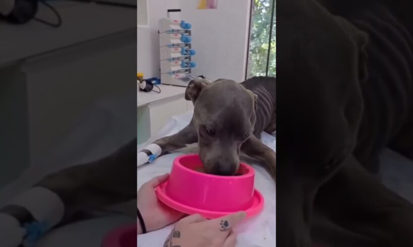 Owner Abounded Pitbull To Starve To Death