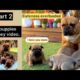 Part 2 - Our French Bulldog Gave Birth To 6 Cute Puppies | Watch Their Journey From Day 20- Day 60❤️