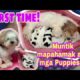 Pepper Shih Tzu dog giving  birth to 5 cute Puppies for the First time! #DogLover #ShihtzuDog