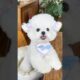 Pomeranian dog | Teacup dog | small puppies | Cutest puppies #shorts #puppies #viral #teacup #dog