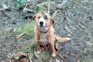 Punished by his owner for going out, the dog with a bruised face begged for help